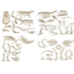 Clementoni Jeux Scientifiques|Archeo Ludic - Proies Et Predateurs